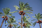 Palm tress in Palestine